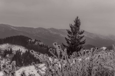 Güzel dağ manzarası. Kışın ormanda kar var.