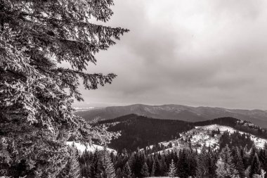 çam ağaçları ile güzel kış manzarası