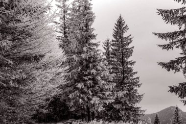bir ağacın siyah beyaz fotoğrafı