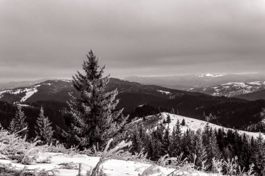 Ormanın güzel manzarası