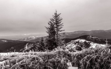 Orman, Karpatlar, Doğa Fotoğrafları - Avrupa, Doğu Avrupa, Romanya 