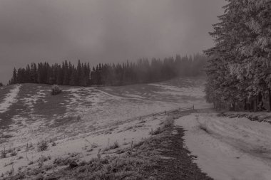 Orman, Karpatlar, Doğa Fotoğrafları - Avrupa, Doğu Avrupa, Romanya 