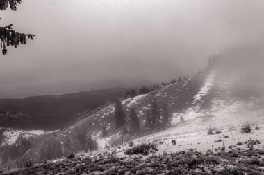 Ormandaki ağaçlarla birlikte kış manzarasının siyah beyaz fotoğrafı..
