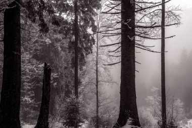 Ormandaki ağaçların siyah beyaz fotoğrafı