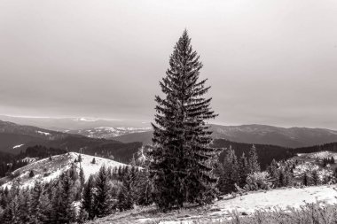 Ormanda köknar ağacı olan güzel kış manzarası