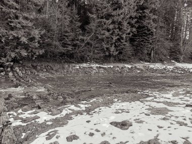 Güzel kış ormanı manzarası