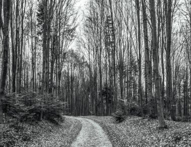 bir ormanın siyah beyaz fotoğrafı