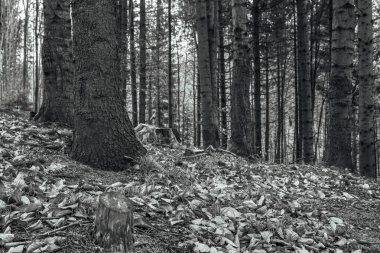 bir ağacın siyah beyaz fotoğrafı