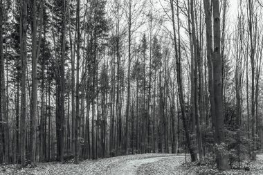 Dağlardaki güzel bir ormanın siyah beyaz fotoğrafı.