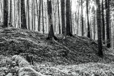 Siyah ve Beyaz orman ve ağaçlar