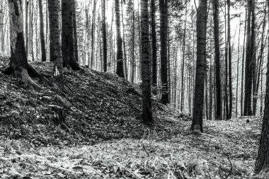 Ormandaki bir ağacın siyah beyaz fotoğrafı.