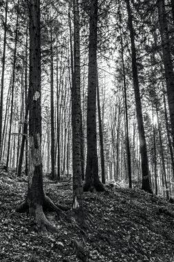 Ağaçları ve kökleri olan orman