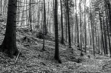 Siyah ve Beyaz Orman