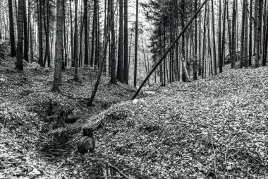 Dağlardaki siyah beyaz orman