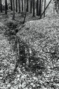 Ormanda siyah ve beyaz orman patikaları