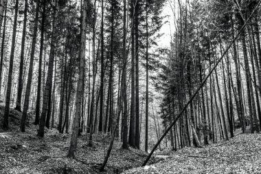 Orman sabah dağlarda