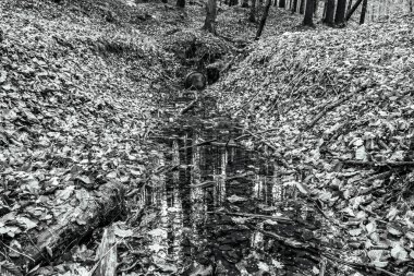 Nehrin siyah beyaz fotoğrafı