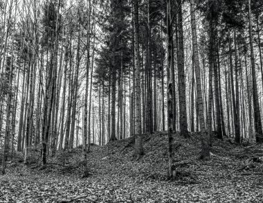 Sonbaharda güzel orman ve dağlar