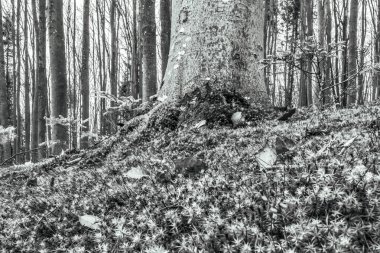 Ormandaki çam ağacının siyah beyaz fotoğrafı.