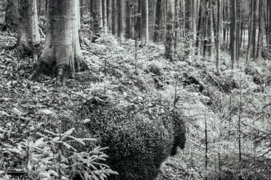 Ormandaki bir ağacın siyah beyaz fotoğrafı.