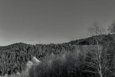 Ağaçlar ve karla kaplı kış manzarası