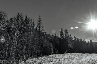 Dağlarda kış ormanı