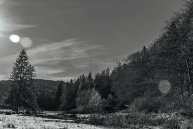 siyah beyaz manzara ağaçlar ile
