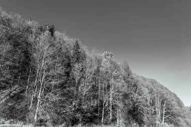 Ormandaki ağaçların siyah beyaz fotoğrafı