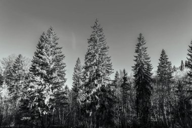 Ormanda kış. kış ormanı