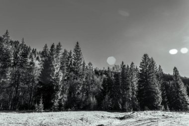 Ormanda kış. Rusya 'da kış manzarası.