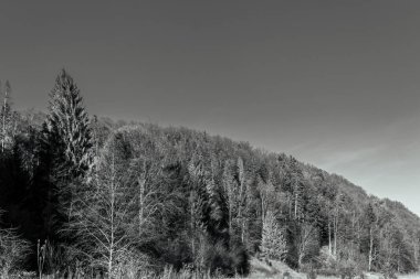 Ormanın güzel manzarası