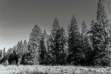 Dolomitlerin dağlarında kışın çam ağaçları