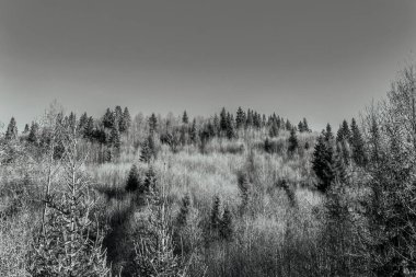 Bir ormanın kışın siyah beyaz fotoğrafı.