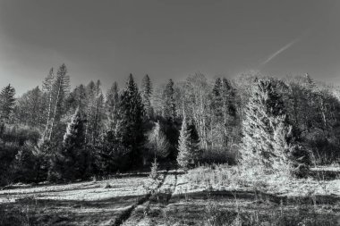 Kış manzarası. Orman ve ağaçlar kışın