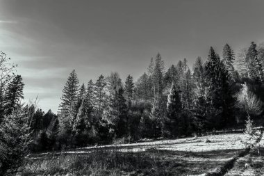 Ormanın güzel manzarası