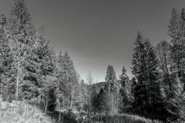 Ormanın ortasındaki bir ağacın gri tonlu görüntüsü.