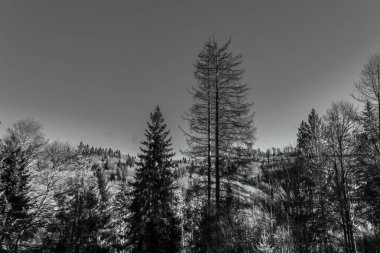 Karda ve dağlarda kış ormanı, ormanda kış mevsimi