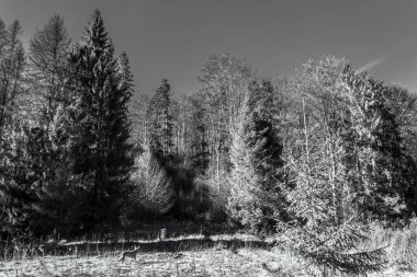 Ormandaki ağaçlar. Siyah ve beyaz