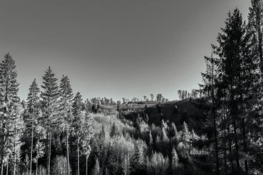 Sonbaharda ormanın arka planındaki ağaçlar ve dağlar. siyah ve beyaz.