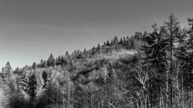 Dağlardaki orman. Ormandaki kış ormanı.