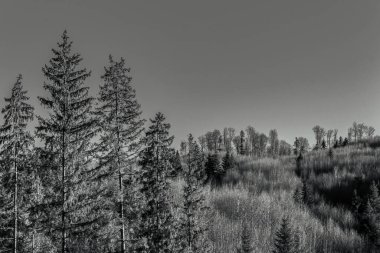 ağaç siyah beyaz resim