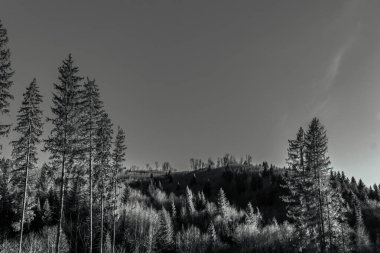 Ormandaki bir ağacın siyah beyaz fotoğrafı.