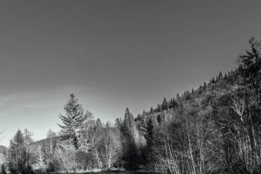 Beyaz arkaplanı olan güzel bir ağaç görüntüsü.