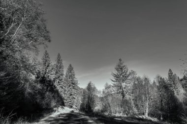 Ağaçlar ve karla kaplı güzel kış manzarası