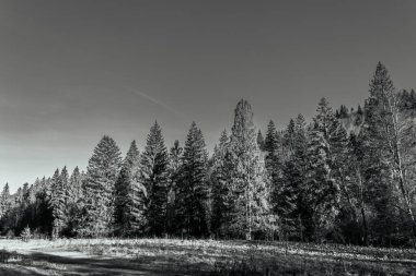 çok karlı bir ağacın siyah beyaz görüntüsü