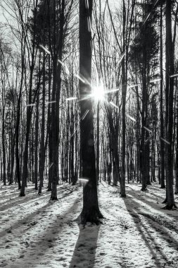 Parktaki kış ormanı