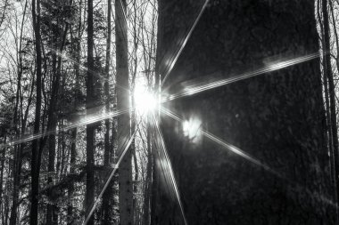 Ormandaki güzel gün batımı