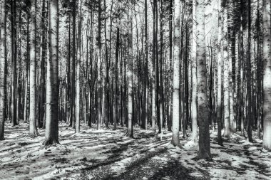 Ağaçlar ve karlı kış ormanı - beyaz kar