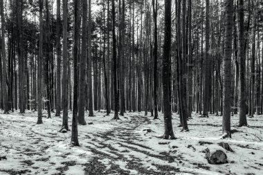 Parktaki kış ormanı