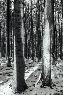 Güzel kış ormanı karla kaplı ağaçlarla